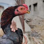 Desi Murgian 🐓🐣