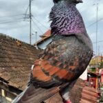 کبوتر باز 🐣🐓🐦