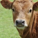 وچھے، کٹے، کٹیاں 🐄🐂🐃