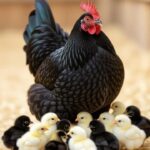 Incubator chicks 🐤🐣