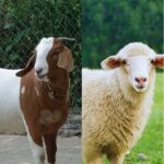 بکرے، چھترے 🐑🦙🦌