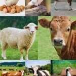 جانوروں کے شوقین 🐦